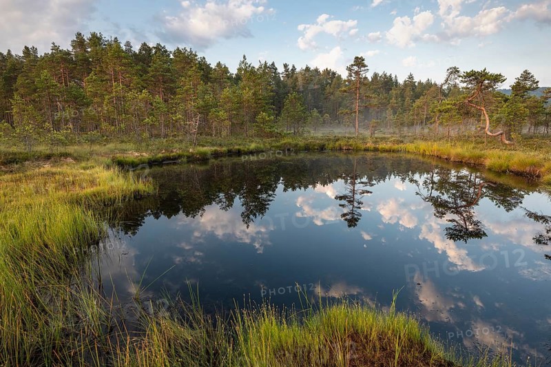 Cloud reflection in a moor lake, Knuthöjdsmossen Nature Reserve, Västmanland, Sweden, July 2018