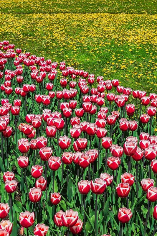 Red and white 'Canadiana' - Triumph Tulips and yellow Taraxacum officinale - Dandelion flowers in green grass lawn in spring, Reception Garden, Montreal Botanical Garden, Quebec, Canada