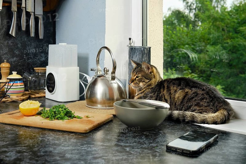 Cat is lying on kitchen counter beside kettle. Fresh herbs and half lemon are cut on wooden board. Smartphone rests nearby