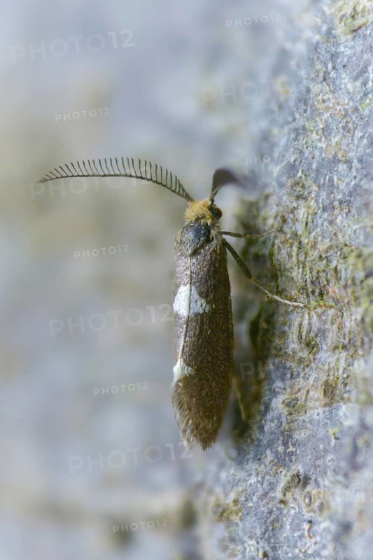 Feathered bright moth, Incurvaria masculella, minisack moth, hawthorn minersack moth, high size, portrait format, insects, butterflies