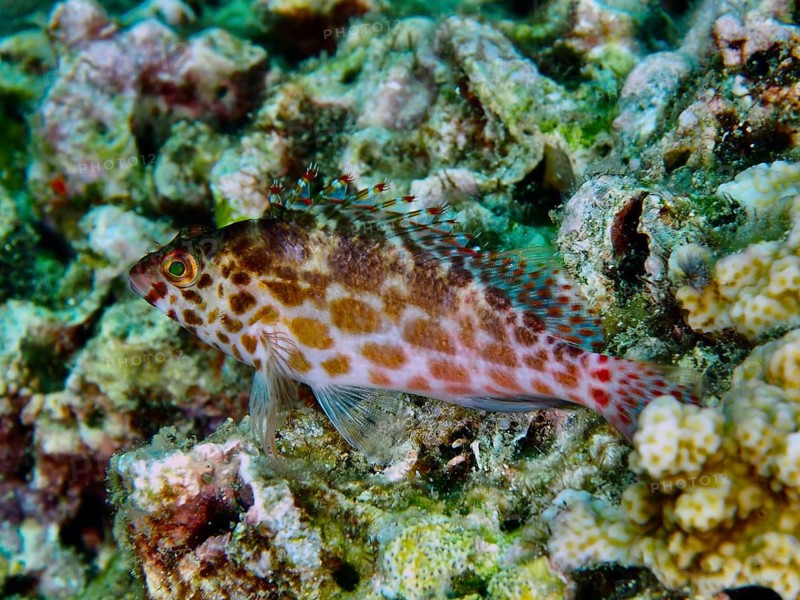 Spotted tufted bass, Spotted coral hawkfish (Cirrhitichthys oxycephalus), resting in a textured coral landscape, House Reef dive site, Penyapangan, Bali, Indonesia