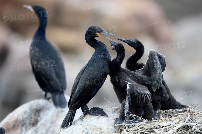 Cape cormorant (Phalacrocorax capensis), adult, two chicks, begging, nest, on rocks, Betty's Bay, Stony Point Nature Reserve, Western Cape, South Africa