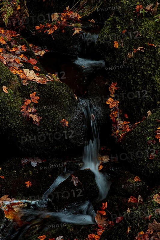 Small watercourse between mossy rocks, covered with autumn leaves, upper part of the Triberg Waterfall, Black Forest-Baarkreis, Baden-Württemberg, Germany