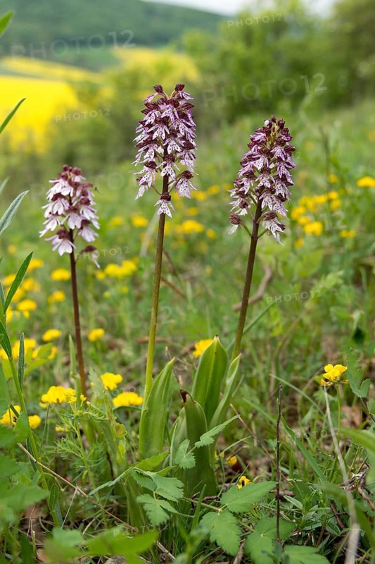 Lady orchid, orchidaceae, orchids, orchids, orchis purpurea, purple orchid, high size, vertical format, plants, plants