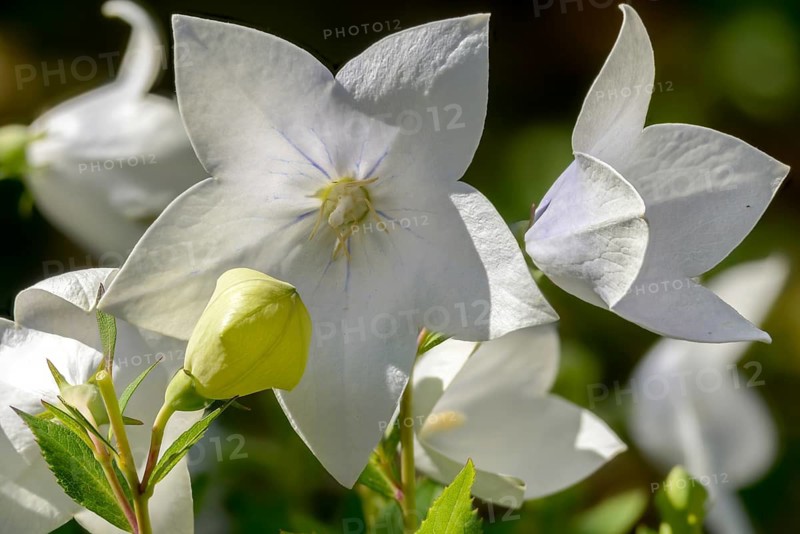Balloon flower, balloon flower, campanula glauca, campanula grandiflora, chinese bellflower, large-flowered balloon flower, platycodon grandiflorus, flora, plants, plants, wild