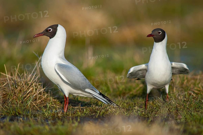 Black-headed gull, Chroicocephalus ridibundus, black-headed gull, Larus ridibundus, birds, charadriiformes, gulls, limicols, seagulls, birds