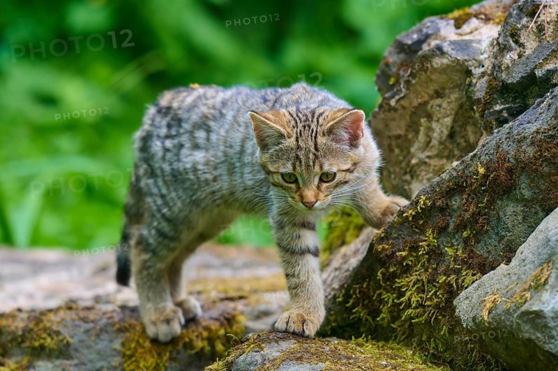 A young kitten climbs carefully over moss-covered rocks in the countryside, juvenile, European wildcat (Felis silvestris), Hesse, Germany