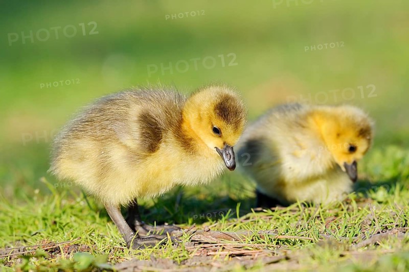 Canada goose (Branta canadensis), two goslings in a meadow, North Rhine-Westphalia, Germany
