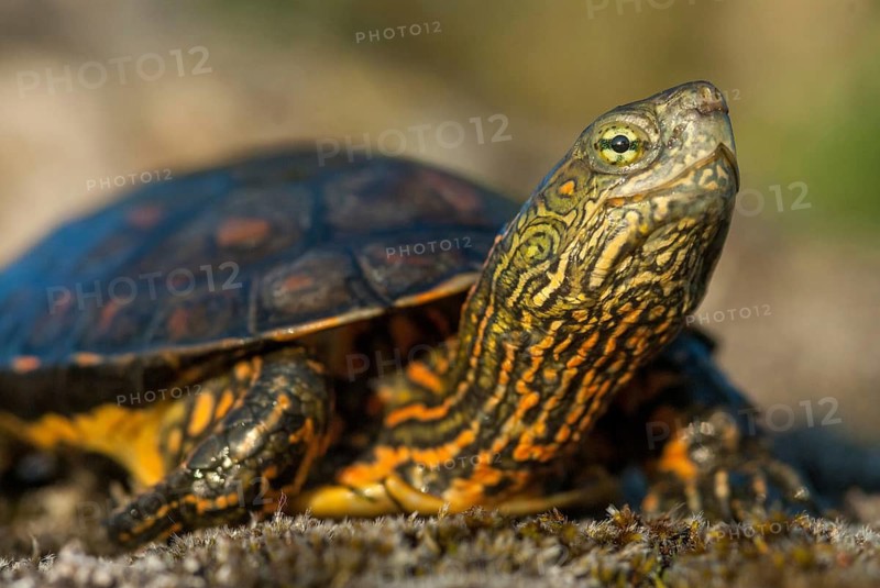 Mauremys leprose, Moorish brook turtle, Spanish water turtle, Spanish terrapin, critters, extremadura, reptilia, reptiles, turtles, Spain, tortoise, turtles
