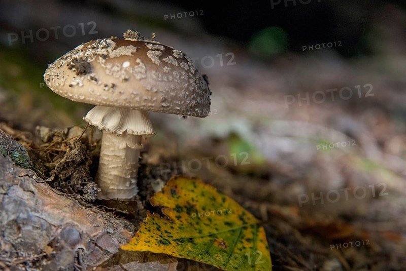 Amanita excelsa, amanita spissa, sunken bead, squat bead, gray fly sponge, gray pearl mushroom, gray bead, grey-spotted amanita, tall bead, peeler, silver mushroom, fungi, fungus, mushrooms