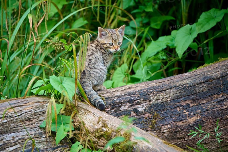 A small kitten sits intently on a tree trunk in a dense forest, a young European wildcat (Felis silvestris), Hesse, Germany