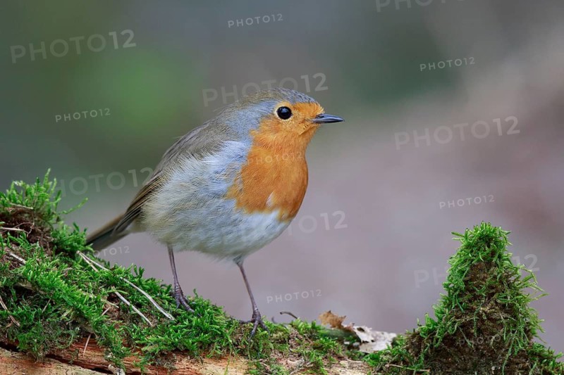European Robin (Erithacus rubecula), North Rhine-Westphalia, Germany