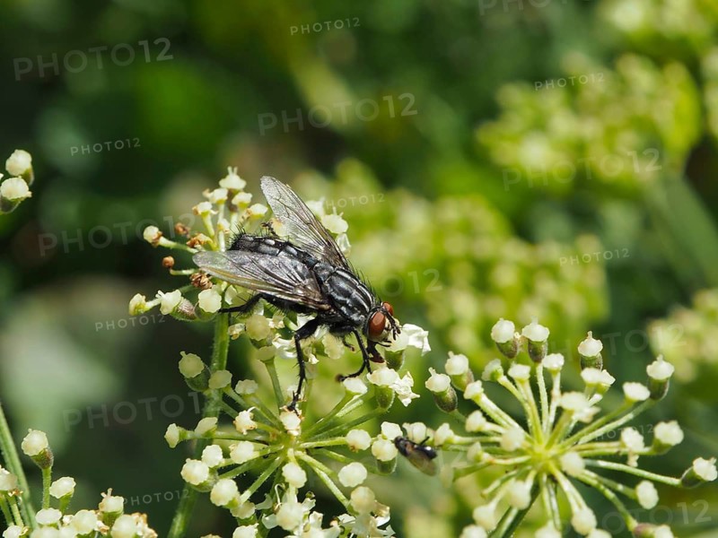 Close-up of Sarcophaga carnaria, a grey flesh fly, perched on white flowers, Goms, Canton of Valais, Switzerland