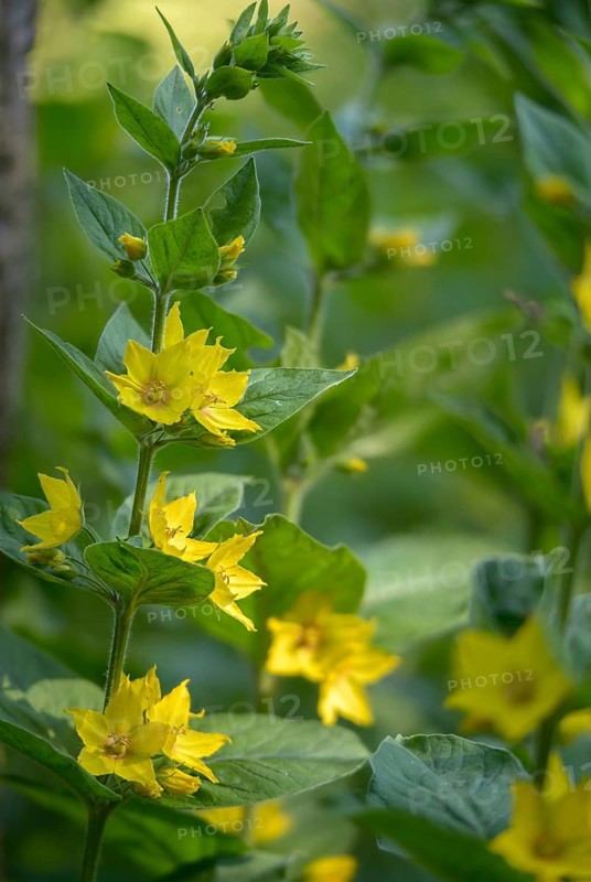 Glandular yellow willow, goldfelberich, lysimachia punctata, primrose, primulaceae, dotted willow, circle flower, dotted loosestrife, flora, yellow willow, high size, portrait format, large yellow loosestrife, plants, spotted loosestrife