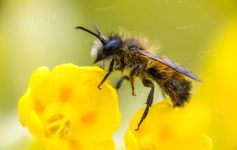 Apidae, bees, horned mason bee, hymenoptera, mason bee, osmia cornuta, insects, male, male