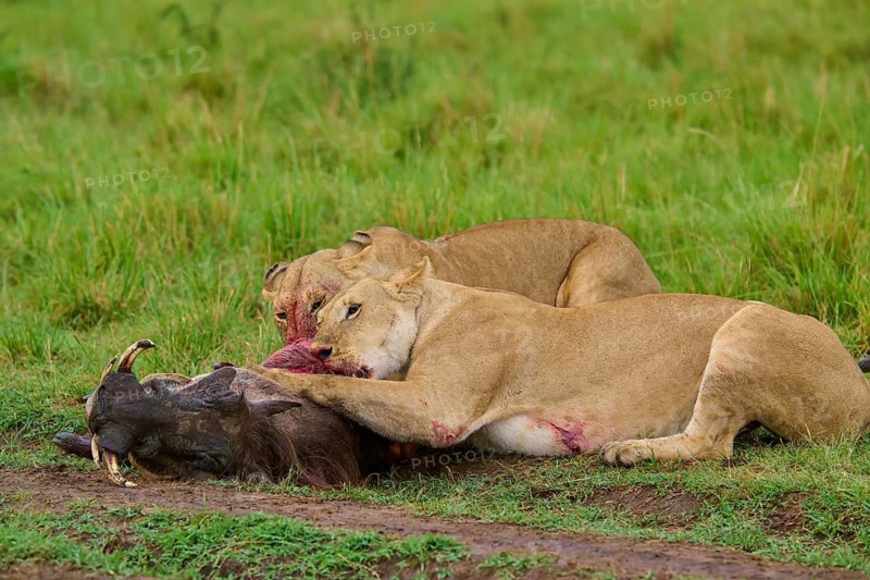 Two lions feeding on their prey together, grassland, warthog (Phacochoerus africanus), lion (Panthera leo), Masai Mara National Reserve, Narok County, Kenya