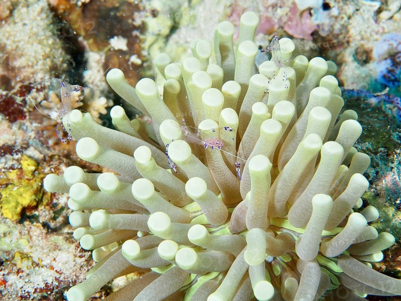 Anemone mushroom coral (Heliofungia actiniformis) with small shrimps on a coral reef, rich in detail, Close Encounters dive site, Permuteran, Bali, Indonesia