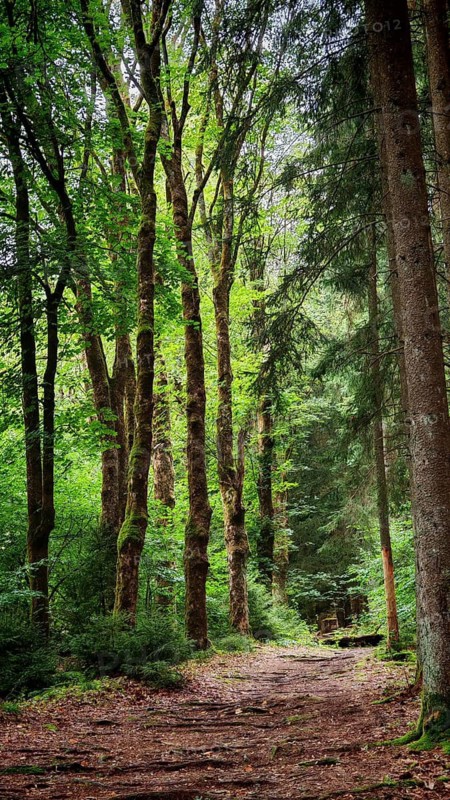 A bright hiking trail leads through a forest of tall trees in natural beauty, hiking in the Fichtelgebirge nature park Park, Upper Franconia