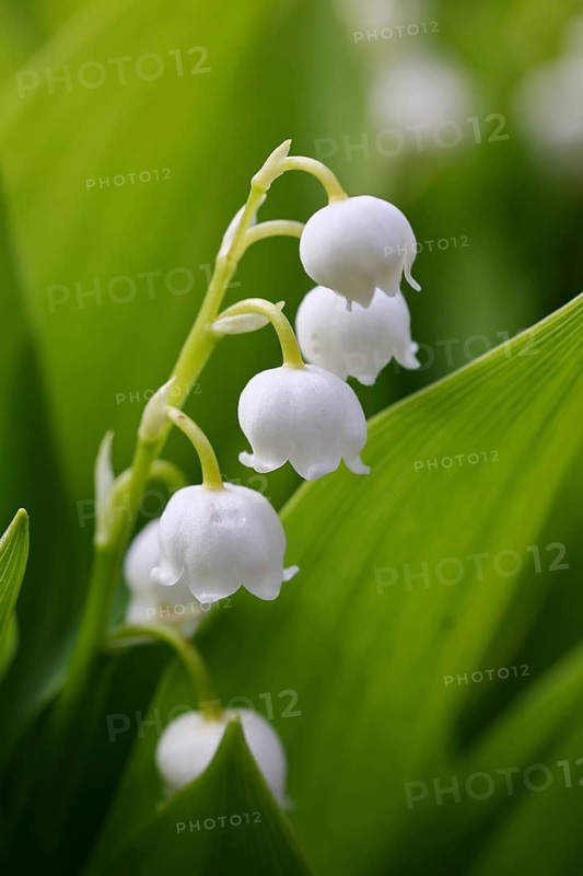 Lily of the valley (Convallaria majalis) – a plant that flowers in spring, close-up of the inflorescence, Wilnsdorf, North Rhine-Westphalia, Germany