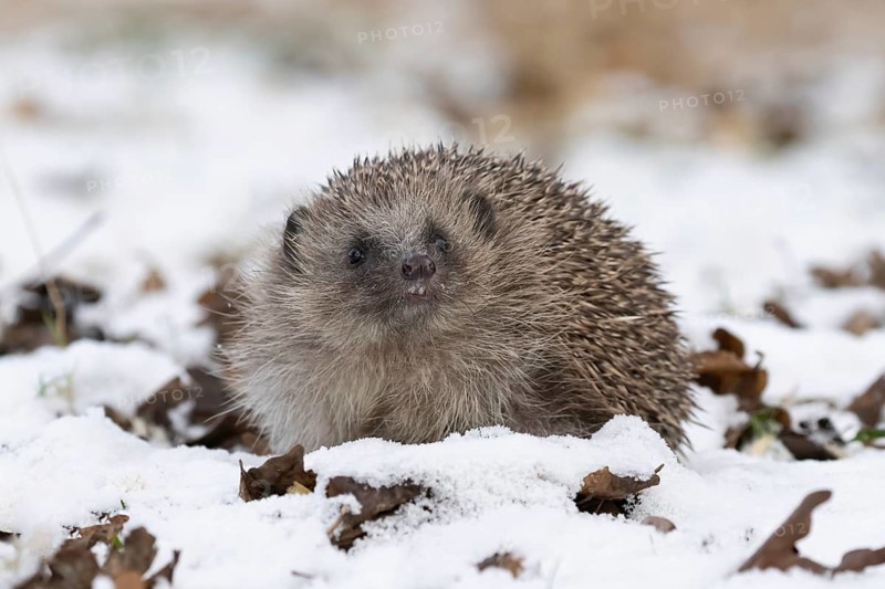 European hedgehog (Erinaceus europaeus) adult animal in a snow covered garden in winter, England, United Kingdom