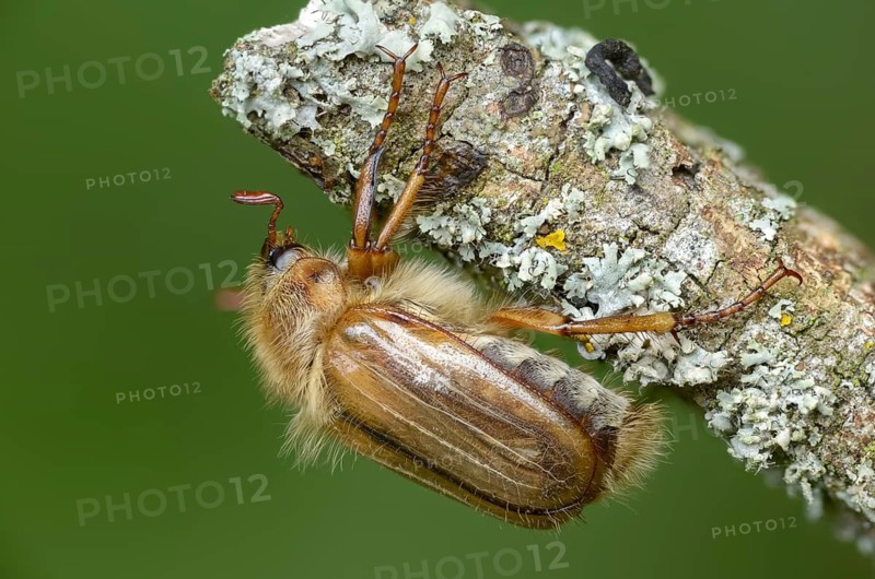 Amphimallon solstitiale, leaf horn beetle, curlew, European June beetle, ribbed curlew, June beetle, small May beetle, scarabaeidae, beetle, coleoptera, insects, beetles, summer chafer