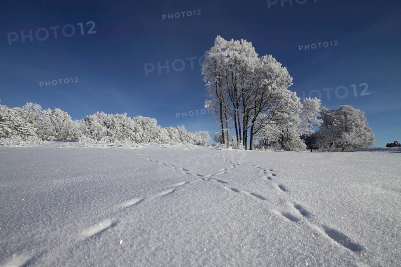Winter landscape with animal tracks in snow, ice, cold weather, Westerheim, Laichingen, Swabian Jura, Baden-Württemberg, Germany