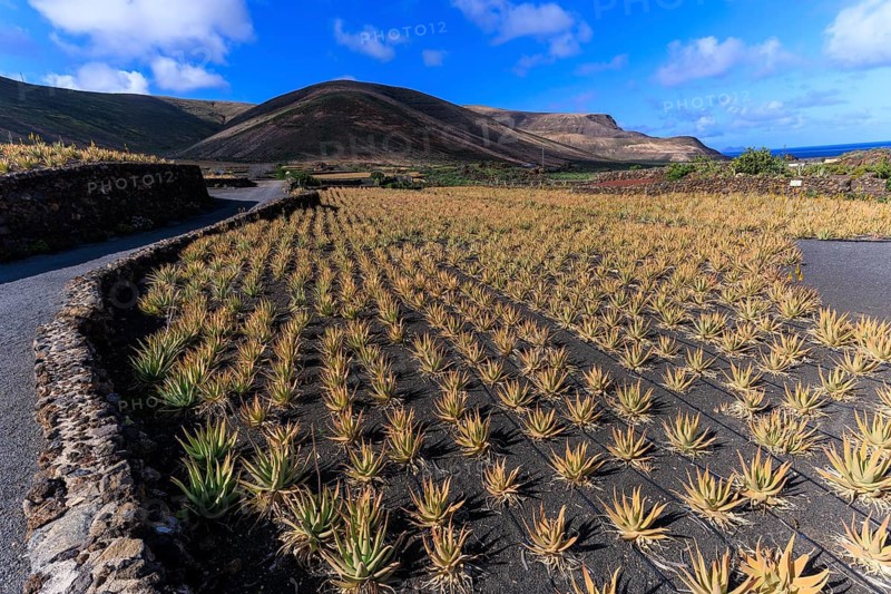 Lanzarote, Canary Islands, Spain, Europe, Aloe Vera Farm, A vast field of desert plants against a picturesque mountain backdrop under sunny skies