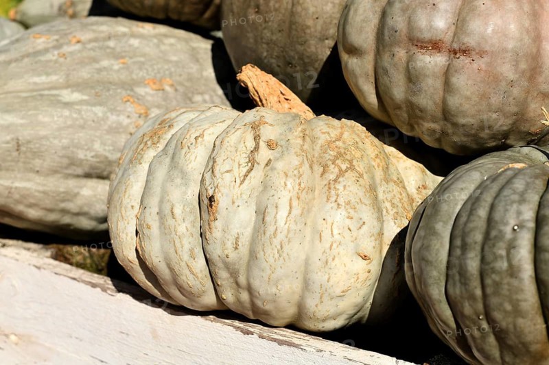 Beige Queensland Blue pumpkins at autumn market