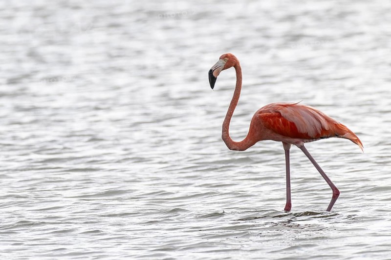 Cuba flamingo (Phoenicopterus ruber), Curacao