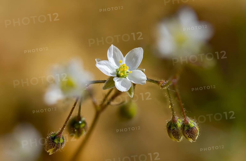 Field spark, field spark, spergula arvensis, corn spurry, flora, plants, spurrey, star word, keyword