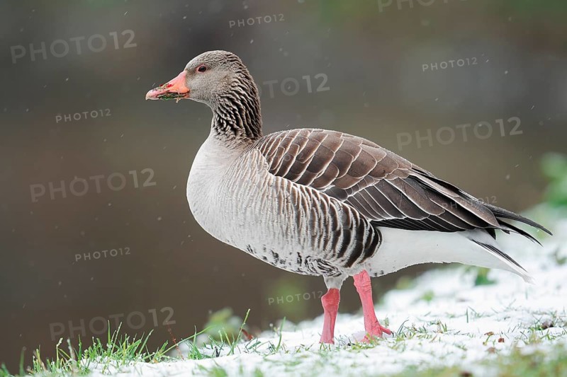 Greylag geese (Anser anser) during a spell of winter weather in spring, snow, North Rhine-Westphalia, Germany
