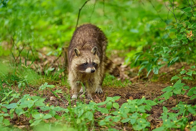 A raccoon on the forest floor amidst green foliage, raccoon (Procyon lotor), Hesse, Germany