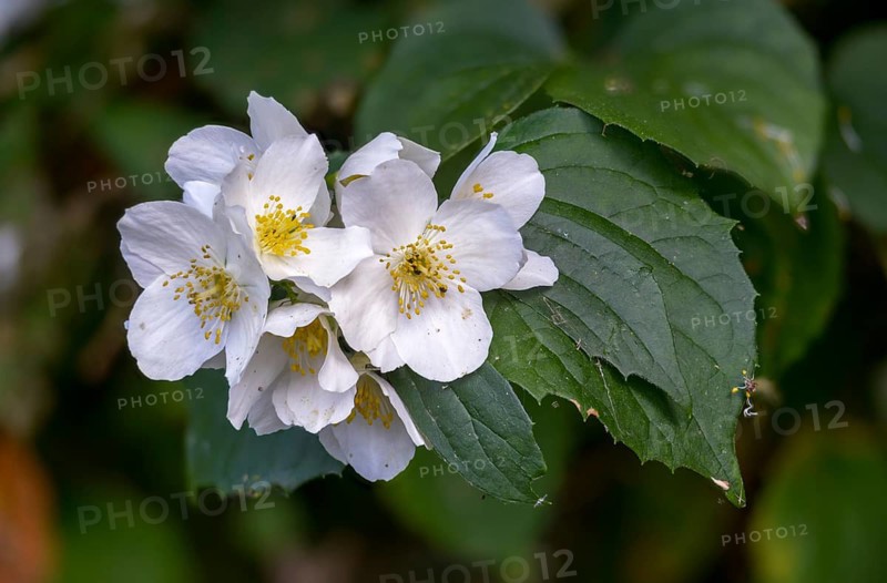 Farmer jasmine, pale pipe bush, English dogwood, European pipe bush, false jasmine, pipe bush, philadelphus coronarius, summer jasmine, flora, plants, sweet mock orange