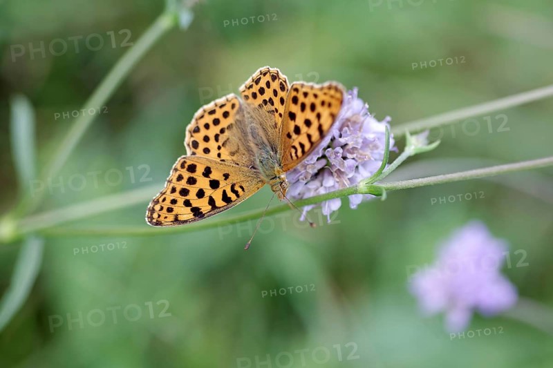 Queen of Spain fritillary (Issoria lathonia), macro, meadow, Germany