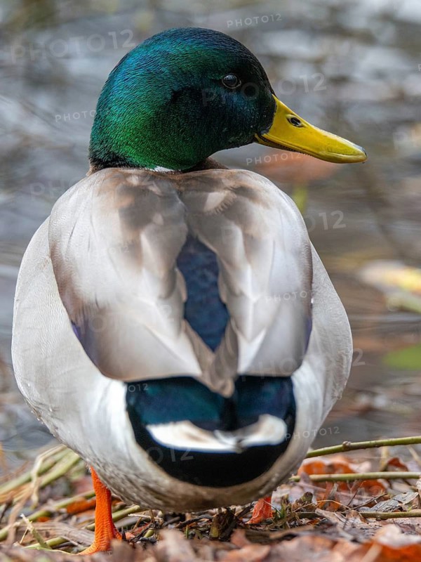 Anas platyrhynchos, mallard, mallard, anatidae, birds, ducks, ducks, ducks, drakes, high size, portrait format, male, birds, waterbirds, waterbirds