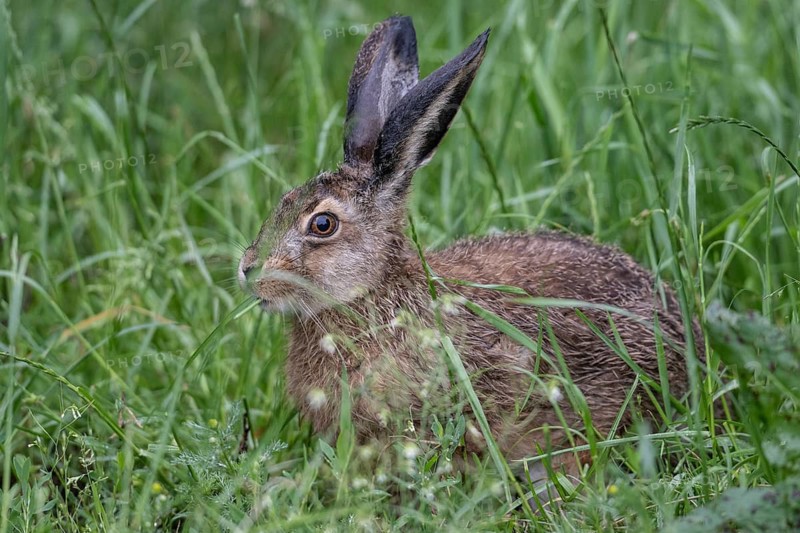 European hare (Lepus europaeus), Lower Saxony, Germany