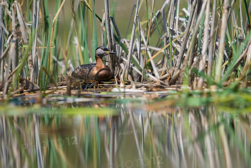 Brandenburg, Germany, Nabu, Nabu project, national natural heritage, Grünhaus natural paradise, podiceps grisegena, red-necked grebe, red-necked grebe, post-mining landscape, birds, brood, grebe, green house, grebe, nest, podicipedidae, divers, birds, waterbirds, waterbirds, waterbirds