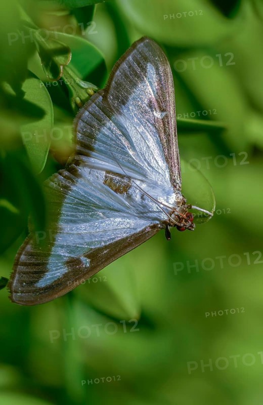 Box tree moth, boxwood moth, boxwood moth, cydalima perspectalis, moth, high size, portrait format, insects, moths, butterflies
