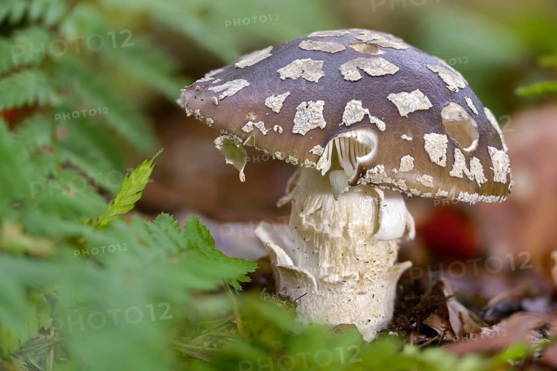 Amanita Excelsa, Amanita Spissa, sunken bead, squat bead, gray fly sponge, gray pearl mushroom, gray bead, tall bead, peeler, silver mushroom, fungi, fungus, mushrooms
