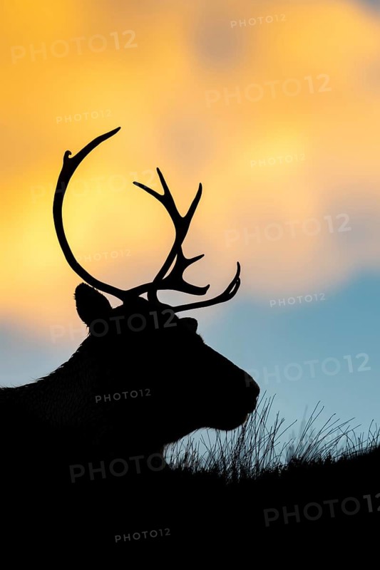 Reindeer (Rangifer tarandus) in the Cairngorm Mountains in the Scottish Highlands, Aviemore, Scotland, United Kingdom