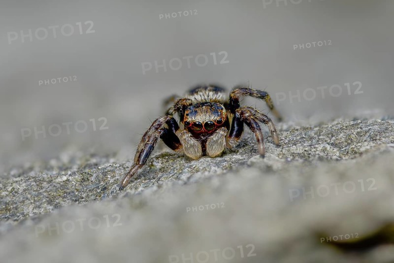Arachnida, brown jumping spider, colorful crescent jumper, common jumping spider, evarcha falcata, crescent jumping spider, arachnids, spiders, spiders