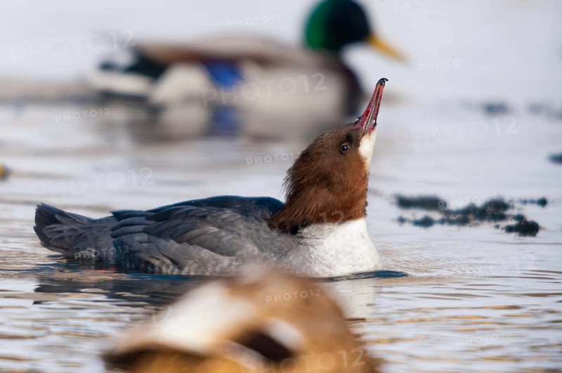 Goosander, goose säger, mergus merganser, anatidae, birds, duckbirds, female, sawyer, birds, waterbirds, waterbirds, female