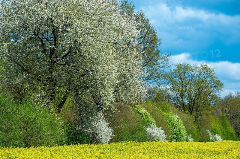 Blooming trees on a rapeseed field, Zarrentin, Mecklenburg-Western Pomerania, Germany