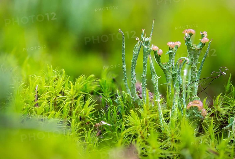 Cladonia gracilis, slender cup braid, smooth horn lichen, delicate shrub lichen, delicate cup braid, lichen