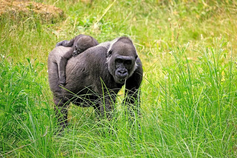 Western gorilla (Gorilla gorilla), adult, female, mother, carrying, infant, on her back, foraging