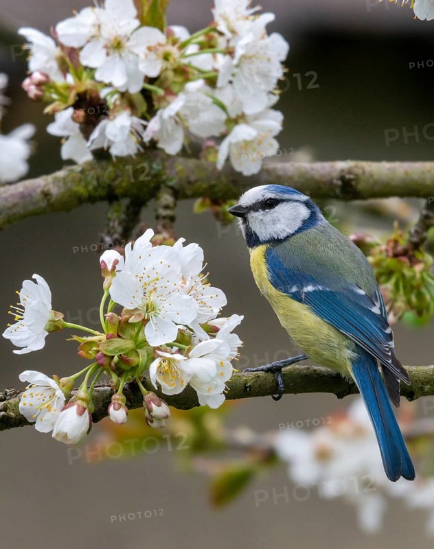 Blue tit, Parus caeruleus, birds, spring, high size, portrait format, meadow orchard, tits, passeri, songbirds, song birds, jump, orchard, tits, birds