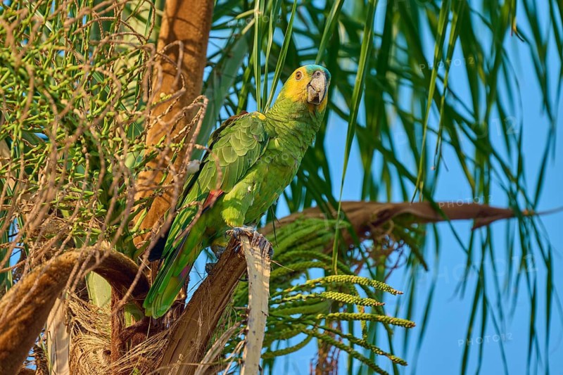 A green parrot sits alertly on a palm branch surrounded by hanging leaves, a pointed-tail parakeet or blue-headed parakeet (Thectocercus acuticaudatus), Pantanal, Mato Grosso, Brazil