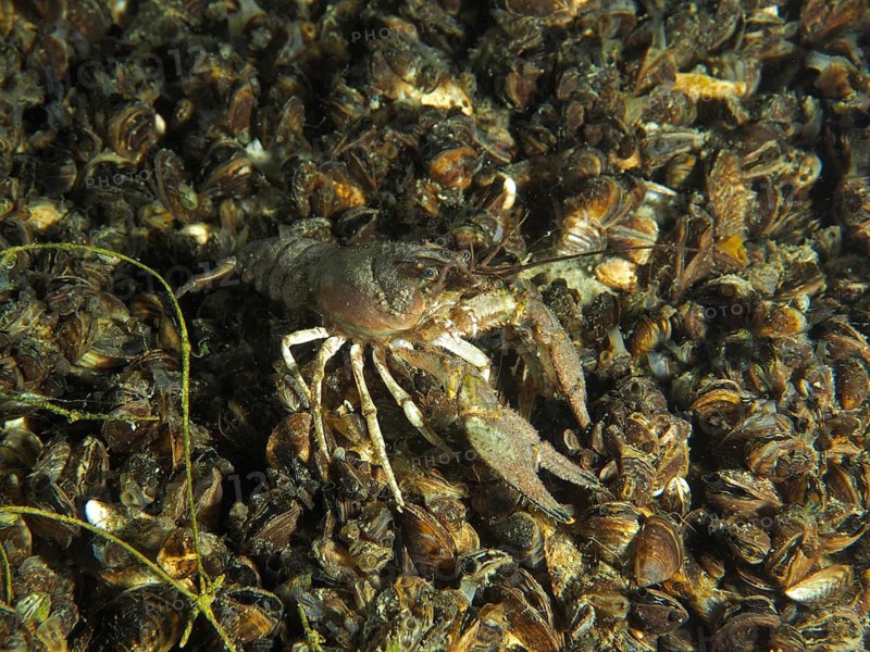 Mud crayfish (Faxonius limosus), American crayfish, invasive species, moving on quagga mussels (Dreissena rostriformis bugensis), an invasive species, at the Wildsau dive site, Berlingen, Lake Constance, Switzerland, Germany