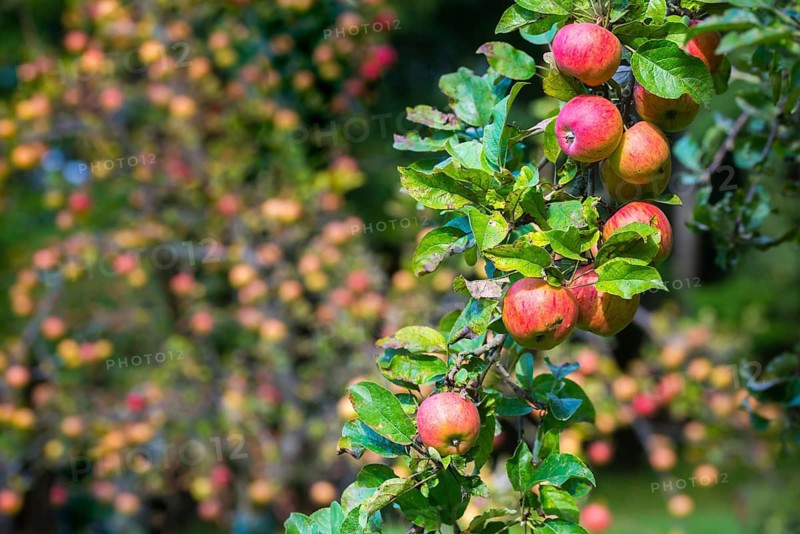 Cultivated apple, Malus domestica, rosaceae, rose family, apple, flora, meadow orchard, plants, orchards, apples