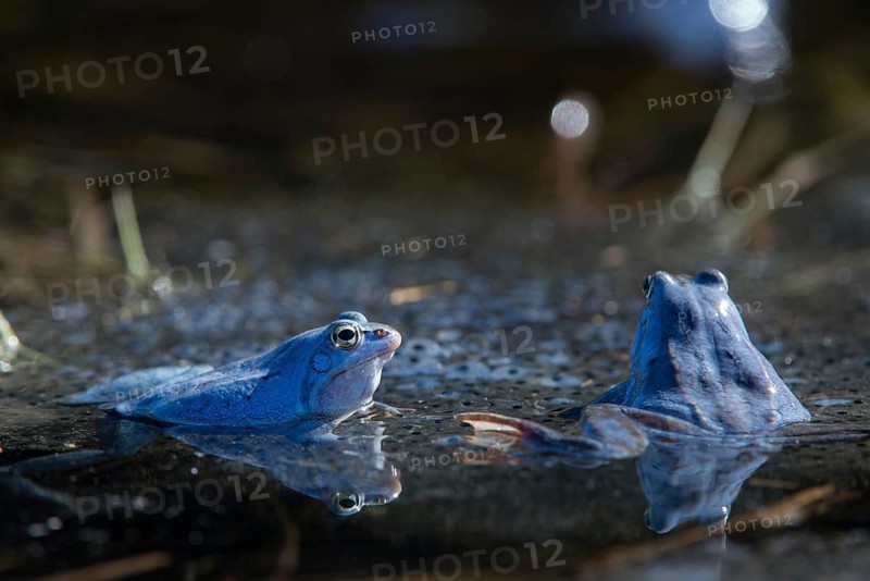 Moor frog, moor frog, rana arvalis, amphibians, amphibians, courtship behavior, courtship display, frog, frog, spawn, amphibians
